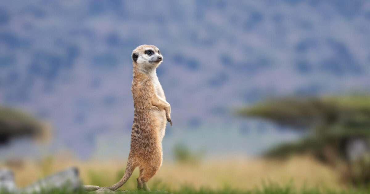 A meerkat stands upright on its hind legs in a grassy field, and appears alert, as if experiencing a highly activated nervous system, primed to detect the slightest hint of danger.