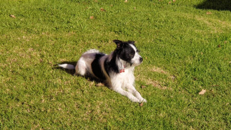 A black and white rescue dog lies on green grass in the sunshine, enjoying a peaceful moment absent of trauma.