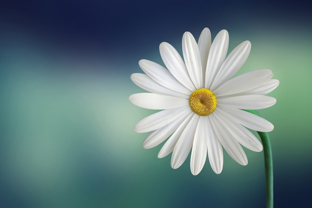 A white daisy on a green background representing resilience.